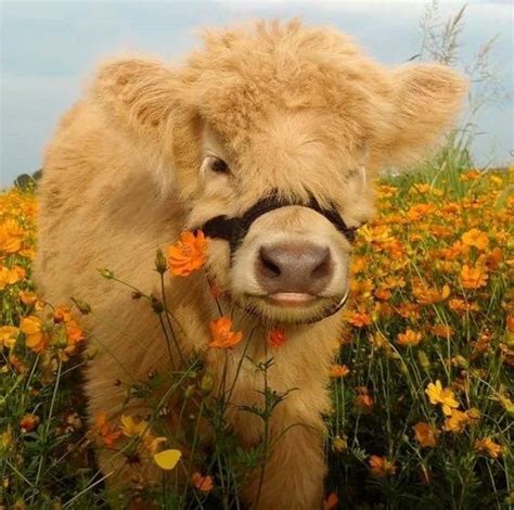 cute cows with flowers|fluffy cow with flowers.